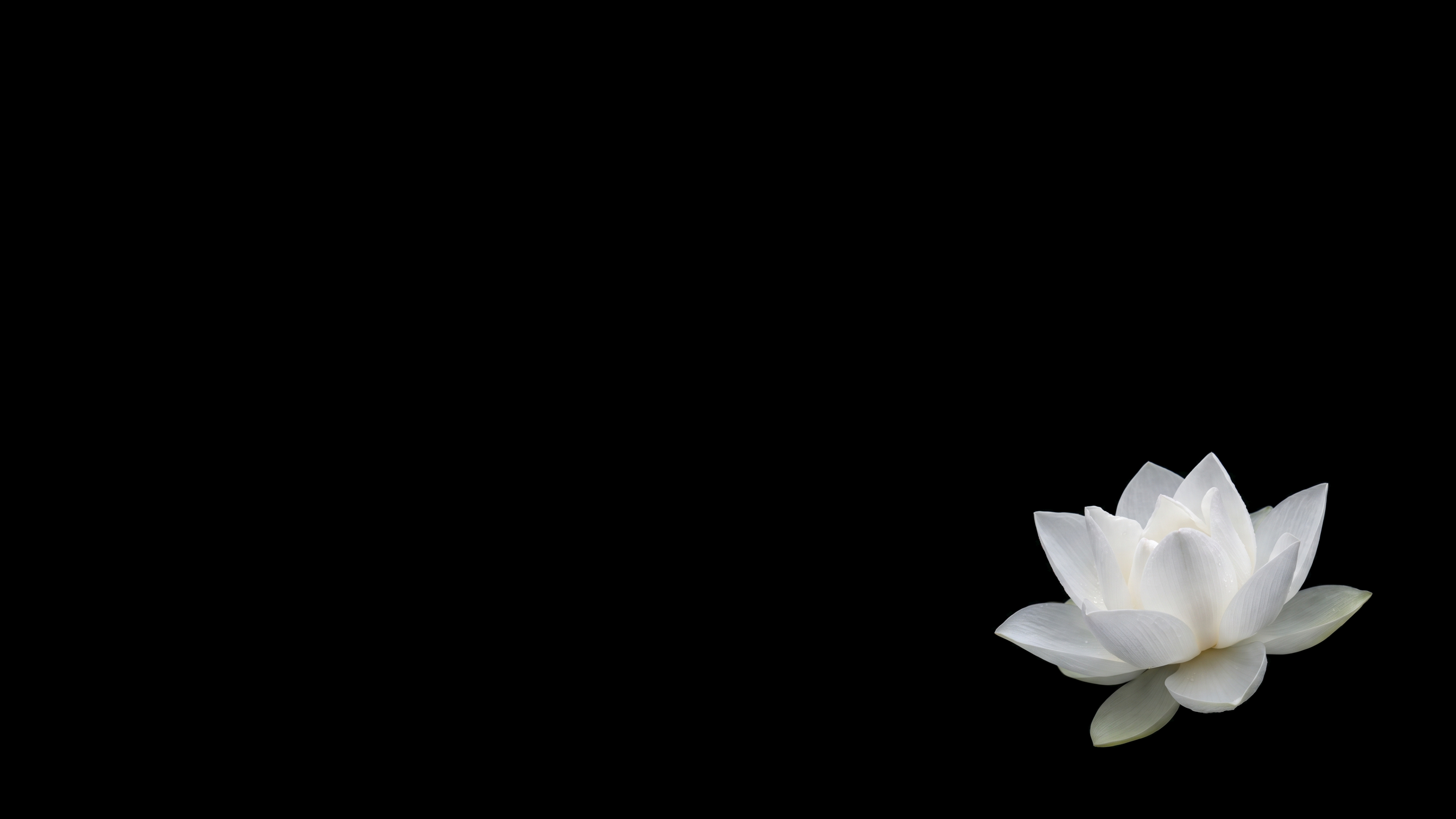 White Lotus On Black Void